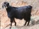 domestic goat (Capra hircus) 