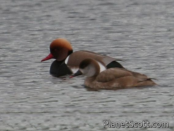 Red-crested Pochard (Netta rufina)