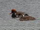 Red-crested Pochard (Netta rufina)