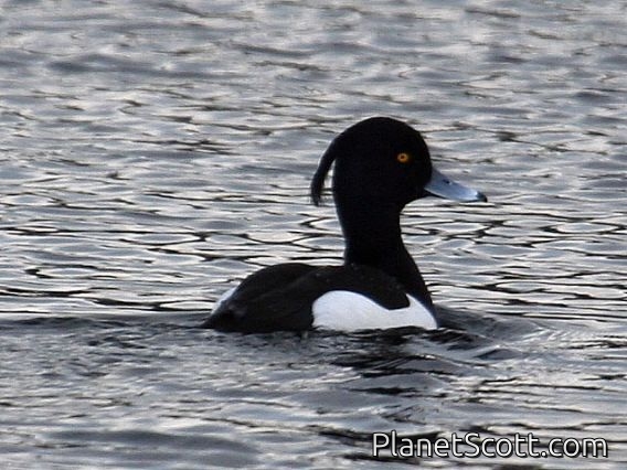 Tufted Duck (Aythya fuligula) Male