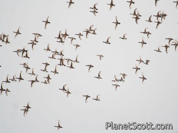 Red-crested Pochard (Netta rufina)