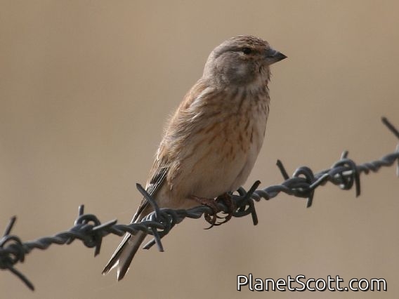 Eurasian Linnet (Linaria cannabina) Female