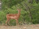Impala, Chobe National Park, Botswana