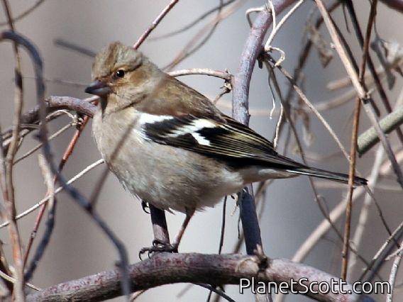 Chaffinch (Fringilla coelebs) 