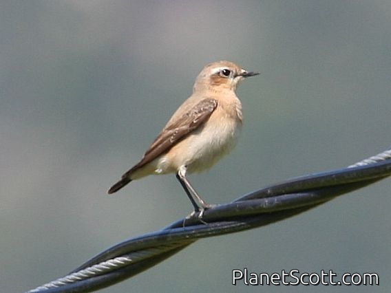 Northern Wheatear (Oenanthe oenanthe)