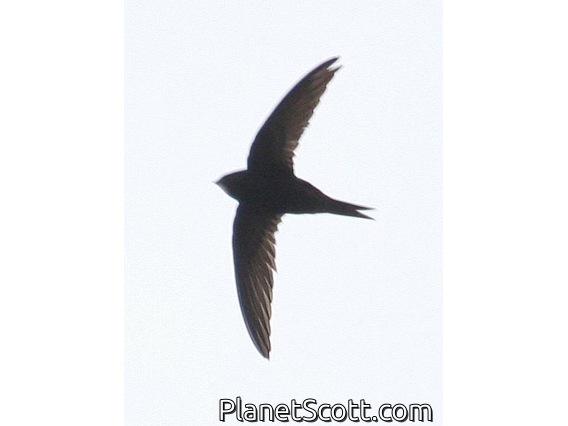 Common Swift (Apus apus)