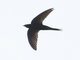 Common Swift (Apus apus)