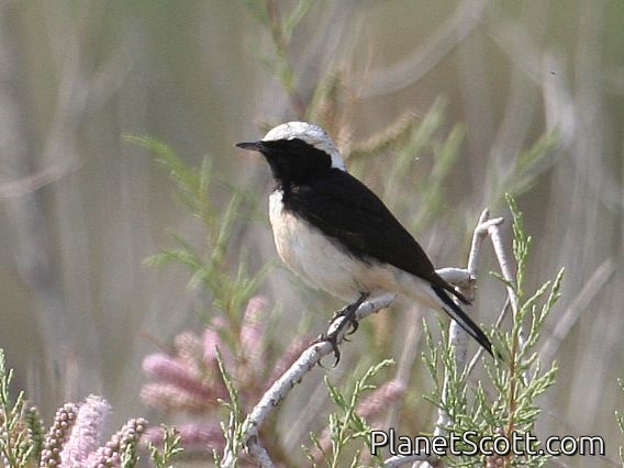 Pied Wheatear (Oenanthe pleschanka)