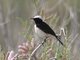 Pied Wheatear (Oenanthe pleschanka)