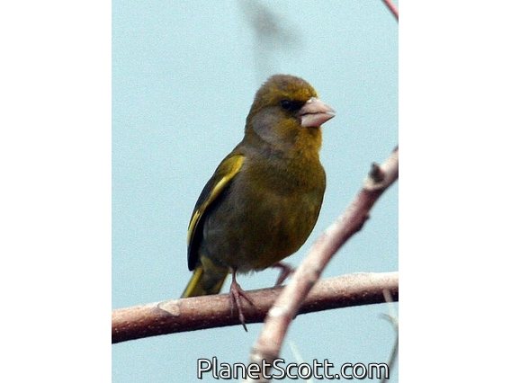 European Greenfinch (Carduelis chloris)