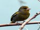 European Greenfinch (Carduelis chloris)
