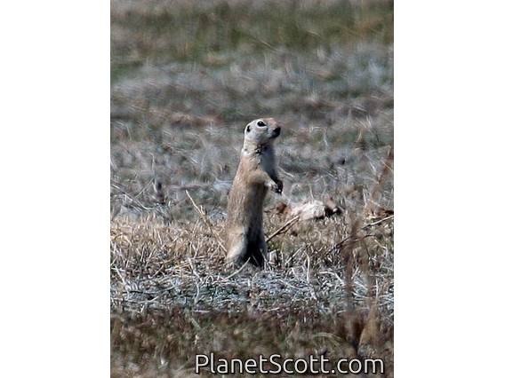 Asia Minor Ground Squirrel (Spermophilus xanthoprymnus)
