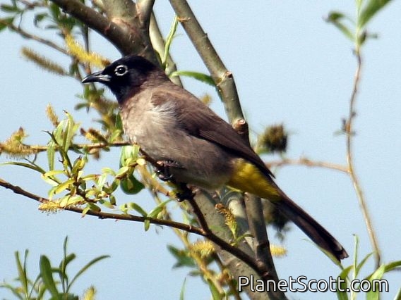 Spectacled Bulbul (Pycnonotus erythropthalmos)