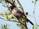 Spectacled Bulbul (Pycnonotus erythropthalmos)