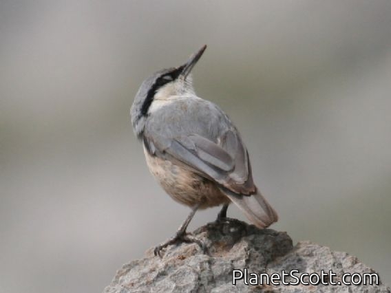 Western Rock-Nuthatch (Sitta neumayer)