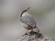 Western Rock-Nuthatch (Sitta neumayer) 