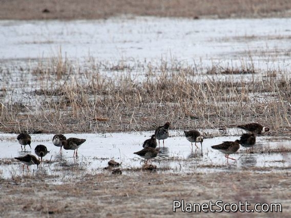 Ruff (Calidris pugnax)
