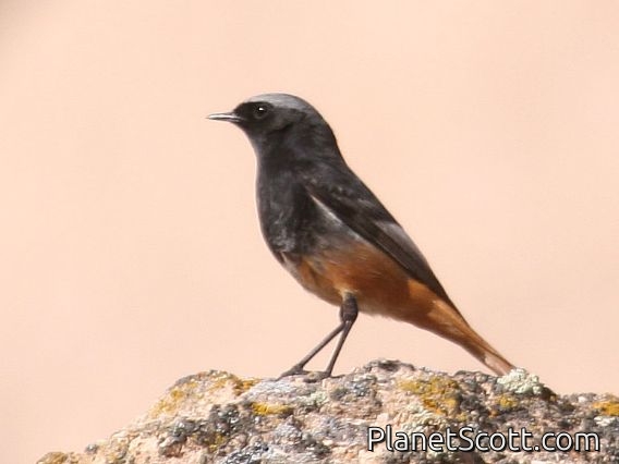 Black Redstart (Phoenicurus ochruros)