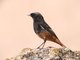 Black Redstart (Phoenicurus ochruros)