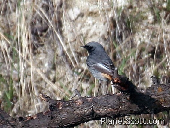 Black Redstart (Phoenicurus ochruros)