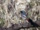 Black Redstart (Phoenicurus ochruros) 