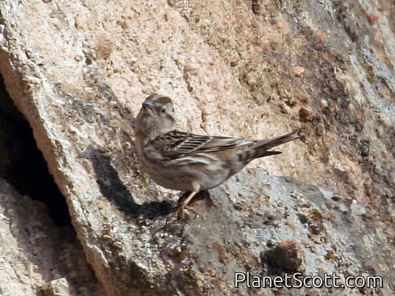 Rock Sparrow (Petronia petronia) 