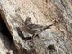 Rock Sparrow (Petronia petronia) 