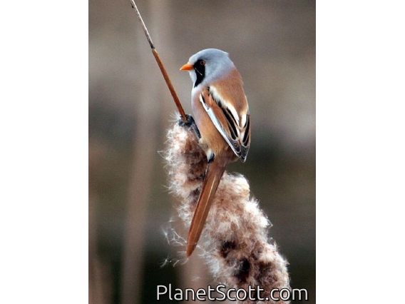 Bearded Parrotbill (Panurus biarmicus) Male