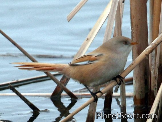 Bearded Parrotbill (Panurus biarmicus) Female
