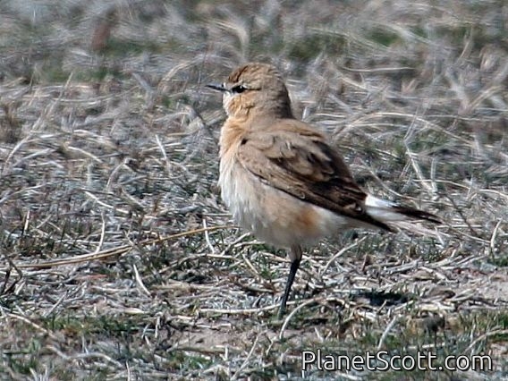 Isabelline Wheatear (Oenanthe isabellina)