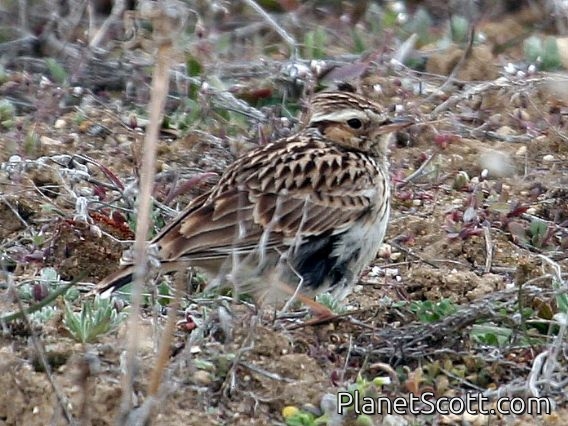 Woodlark (Lullula arborea)