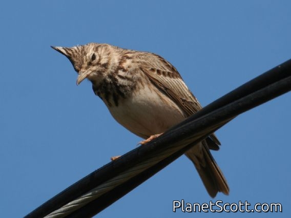 Crested Lark (Galerida cristata)