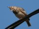 Crested Lark (Galerida cristata) 