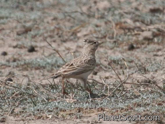 Turkestan Short-toed Lark (Alaudala heinei)