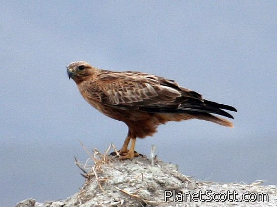 Long-legged Buzzard (Buteo rufinus)
