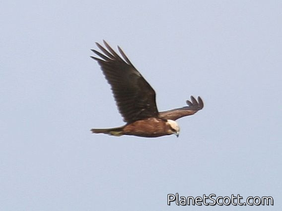 Western Marsh-Harrier (Circus aeruginosus)