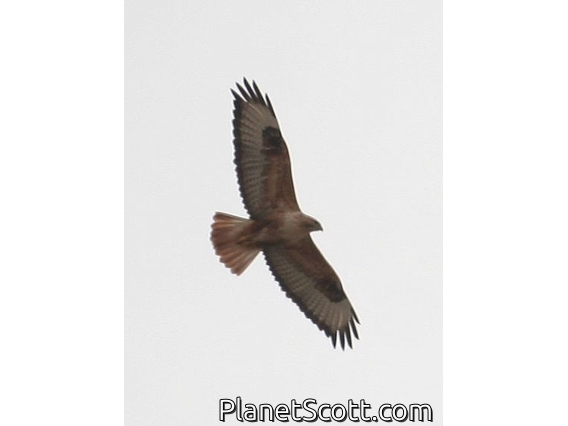 Long-legged Buzzard (Buteo rufinus)