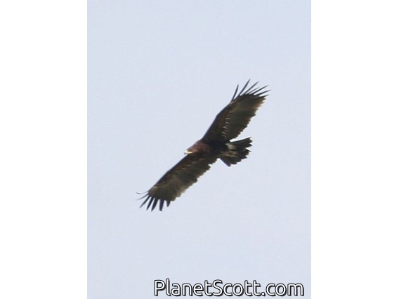 Lesser Spotted Eagle (Clanga pomarina)
