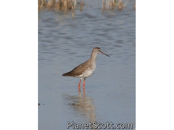 Common Redshank (Tringa totanus)