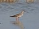 Common Redshank (Tringa totanus)