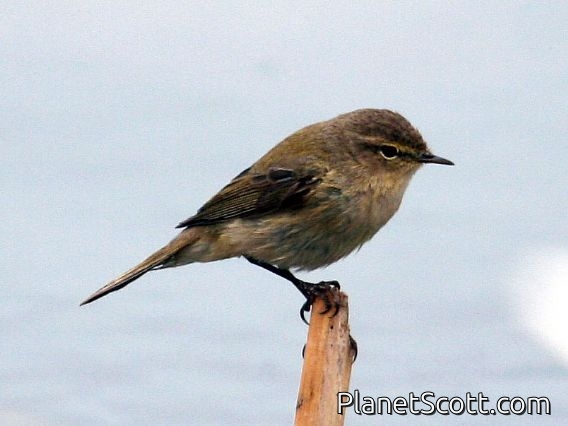 Common Chiffchaff (Phylloscopus collybita)