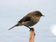 Common Chiffchaff (Phylloscopus collybita)