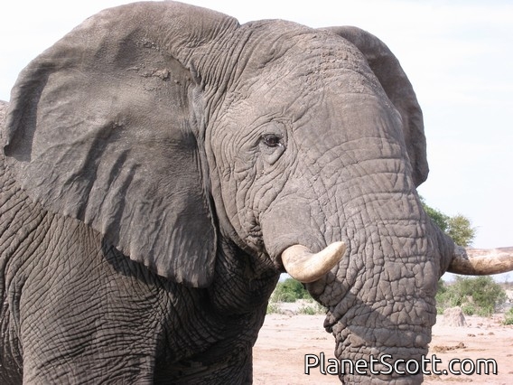 Images for Botswana