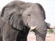 Elephant Close Up, Botswana