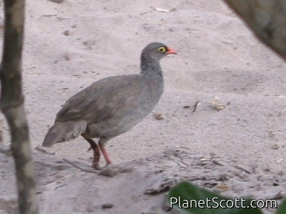 Red-billed Spurfowl (Pternistis adspersus)