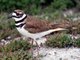 Killdeer (Charadrius vociferus)