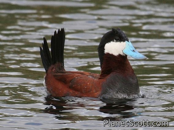 Ruddy Duck (Oxyura jamaicensis) Male