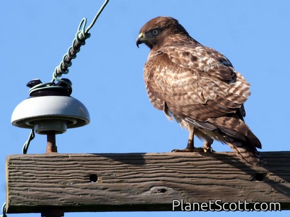 Red-tailed Hawk (Buteo jamaicensis) Sitting