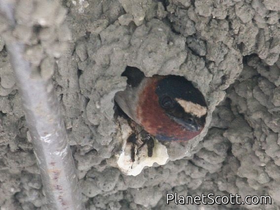 Cliff Swallow (Hirundo pyrrhonota)
