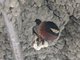 Cliff Swallow (Hirundo pyrrhonota)